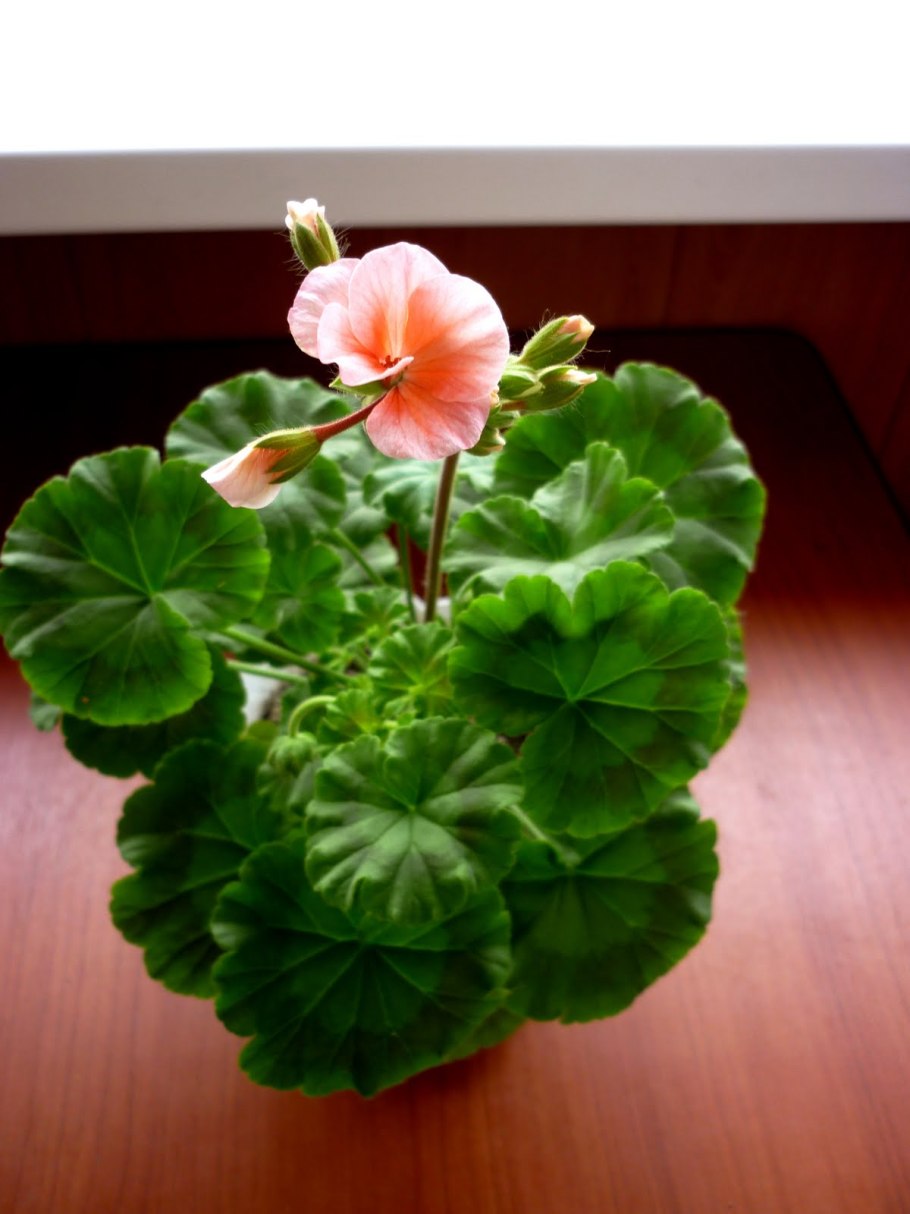 Герань калачик