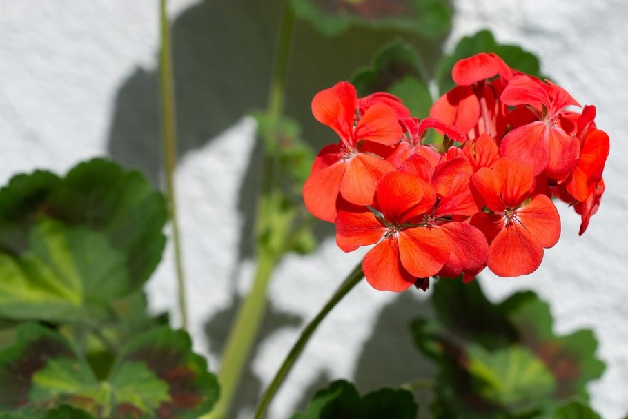 Пеларгониум розовый (Pelargonium Roseum)