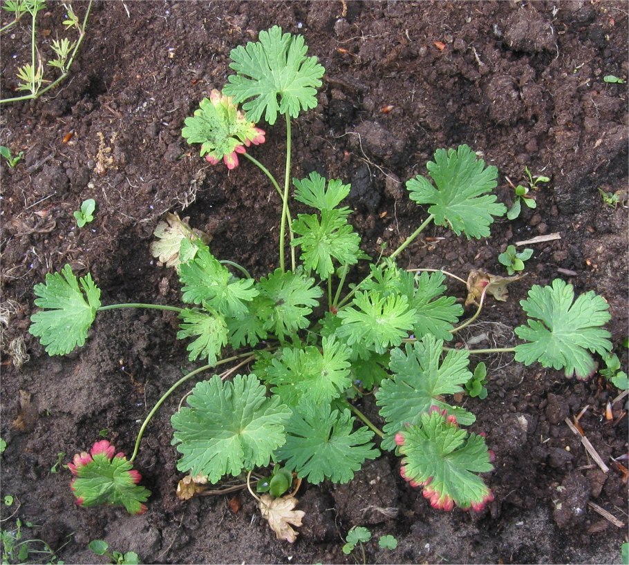 Geranium plant