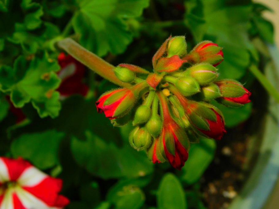 Пеларгония мелкая