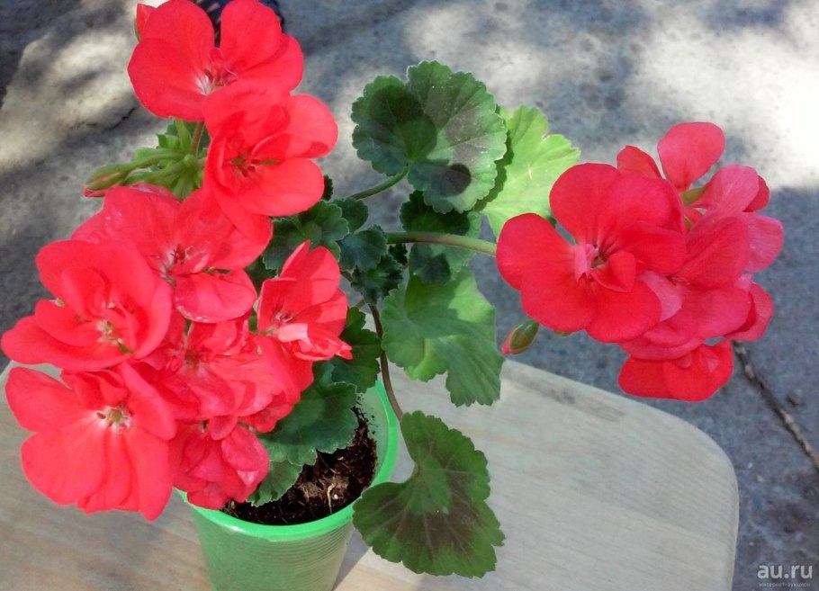Пеларгония зональная карликовая