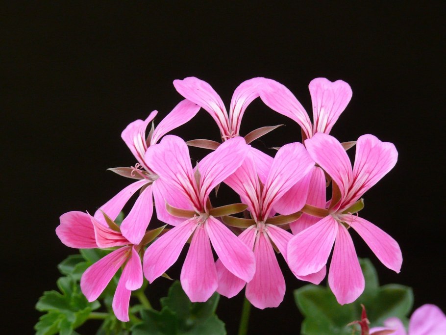 Pelargonium ivy-leaf пеларгония