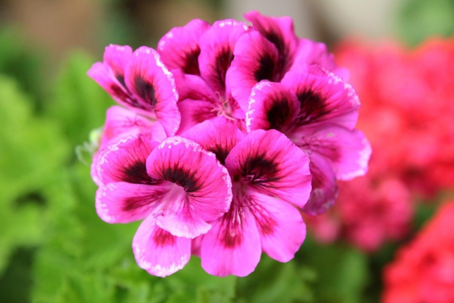 Герань с мелкими цветочками