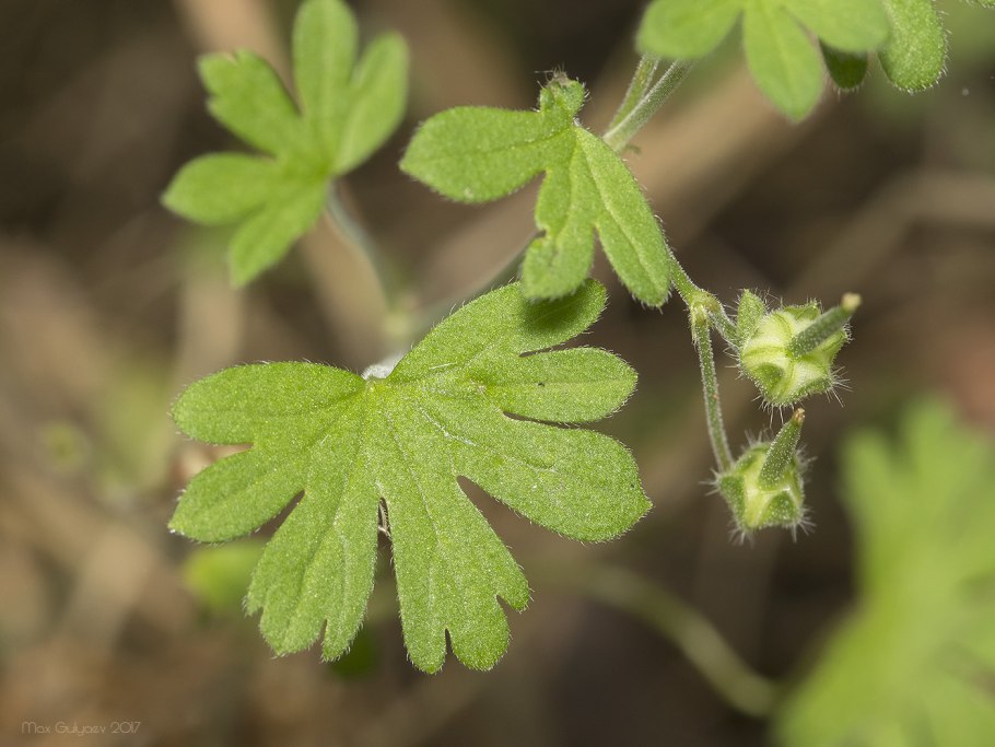 Geranium pyrenaicum