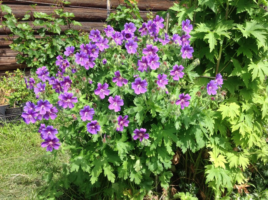 Пеларгония герань Блум