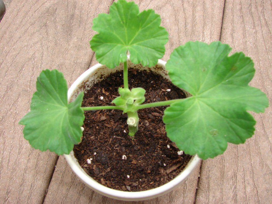 Черенкование королевской пеларгонии