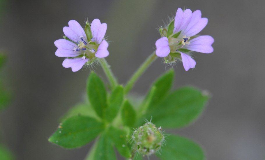 Geranium pusillum