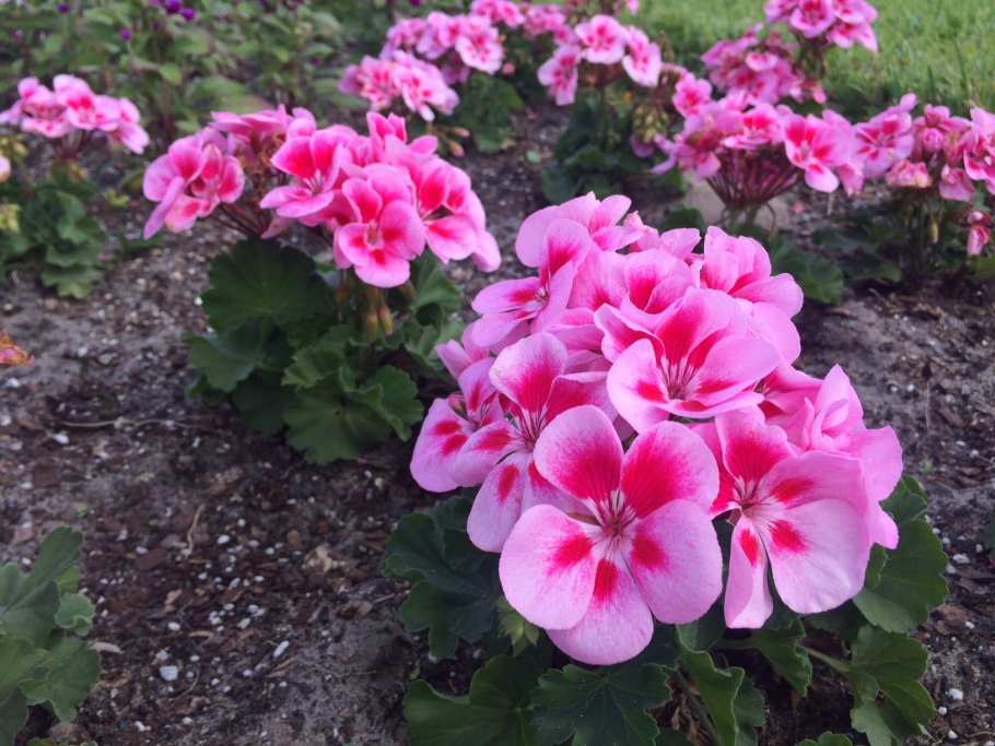 Пеларгония чарити душистая