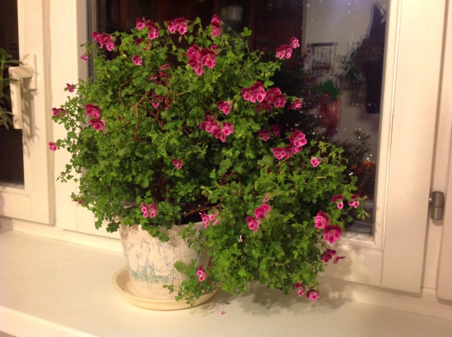 Маленькая герань в горшке