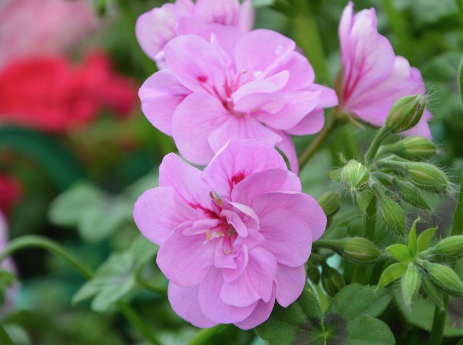 Цветёт ли Geranium pusillum l.