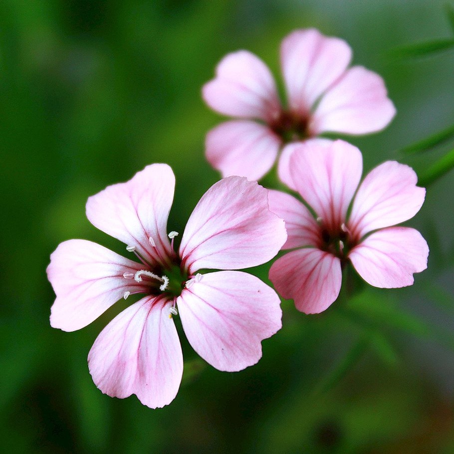 Герань мелкая- Geranium pusillum l.
