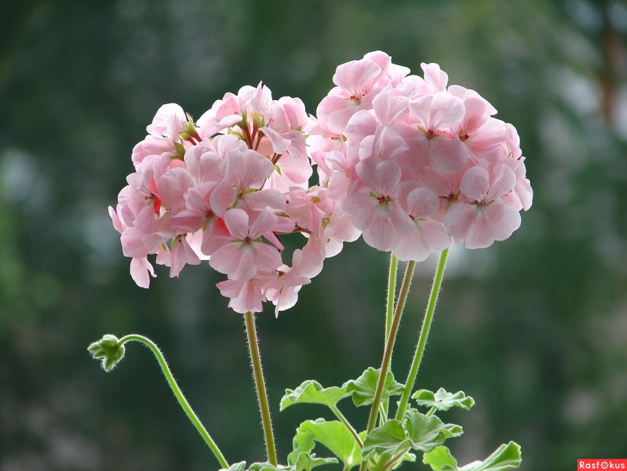 Пеларгония плющелистная Джайнт вельвет