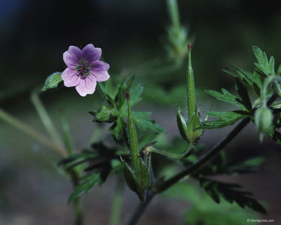 Герань луговая black beauty