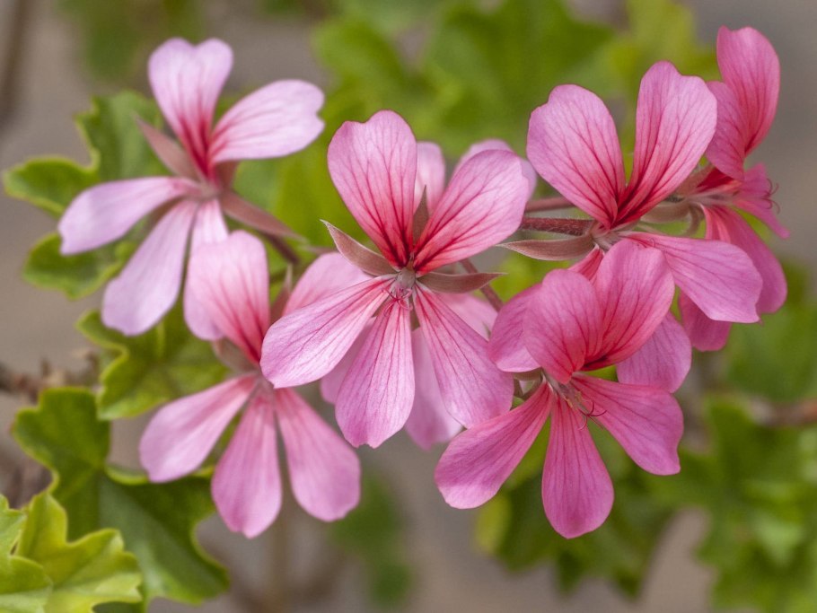 Пеларгония щитовидная плющелистная