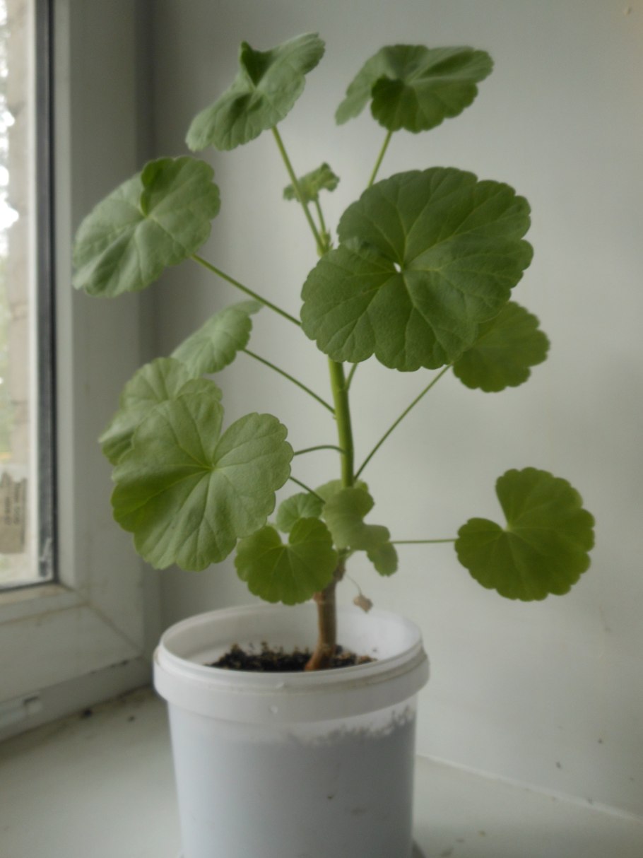 Гибрид дитя 2 пеларгония