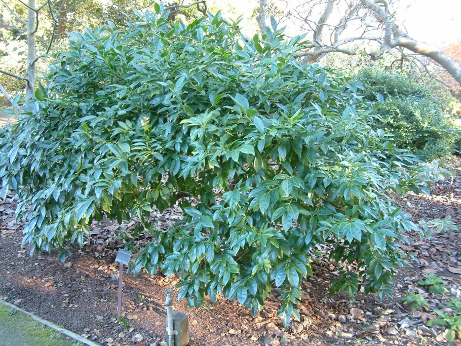 Коккулюс лавролистный