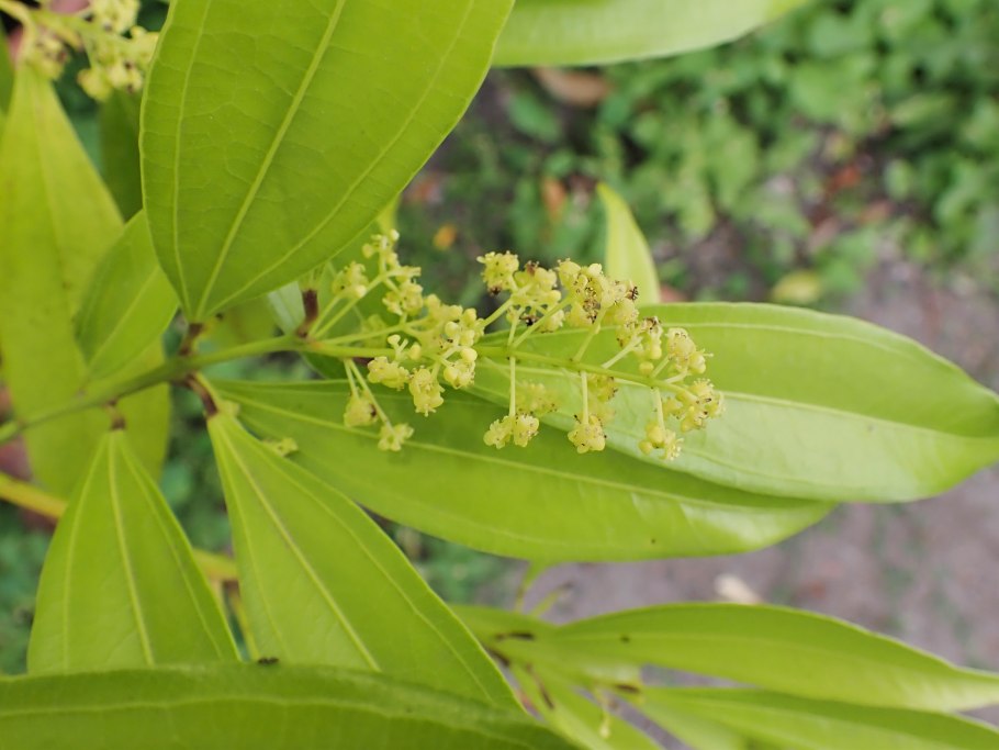 Каламондин цветение