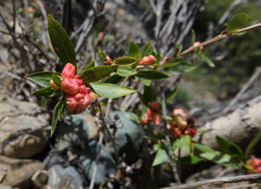 Тополь лавролистный