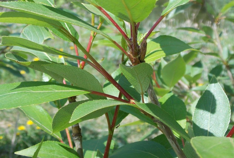 Cornus canadensis (дёрен канадский)