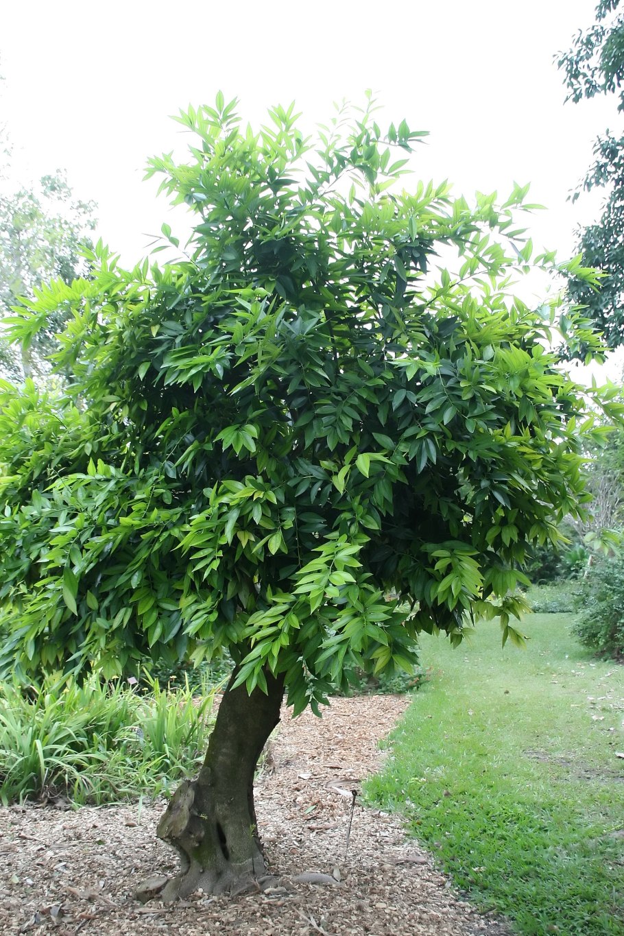 Коккулюс индикус