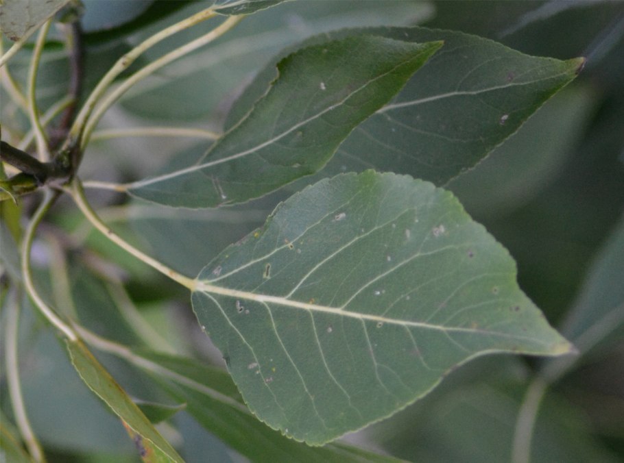 Populus nigra лист