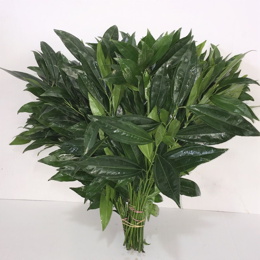 Cocculus (Анамирта Коккулюс) Анамирта коккулюсовидная