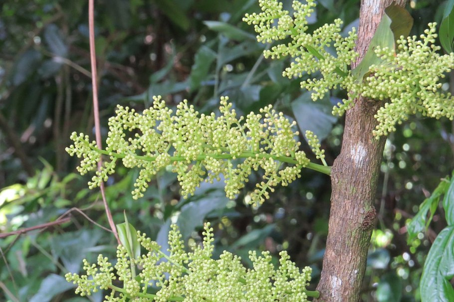 Анамирта коккулюс