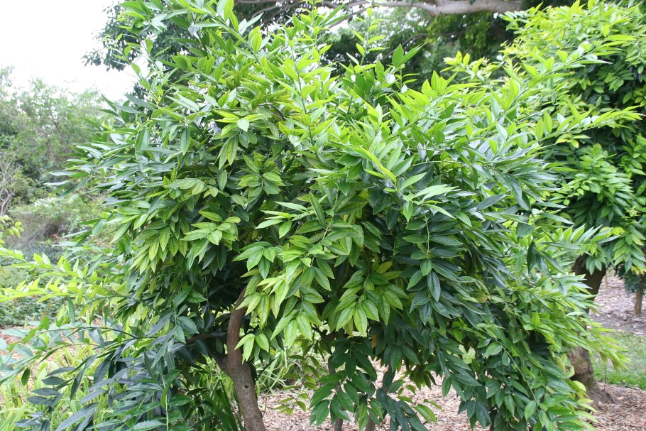 Коккулюс лавролистный