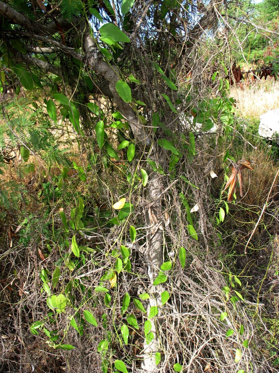 Cocculus orbiculatus