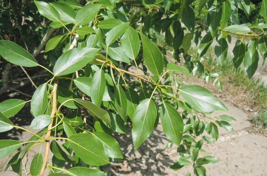 Тополь лавролистный