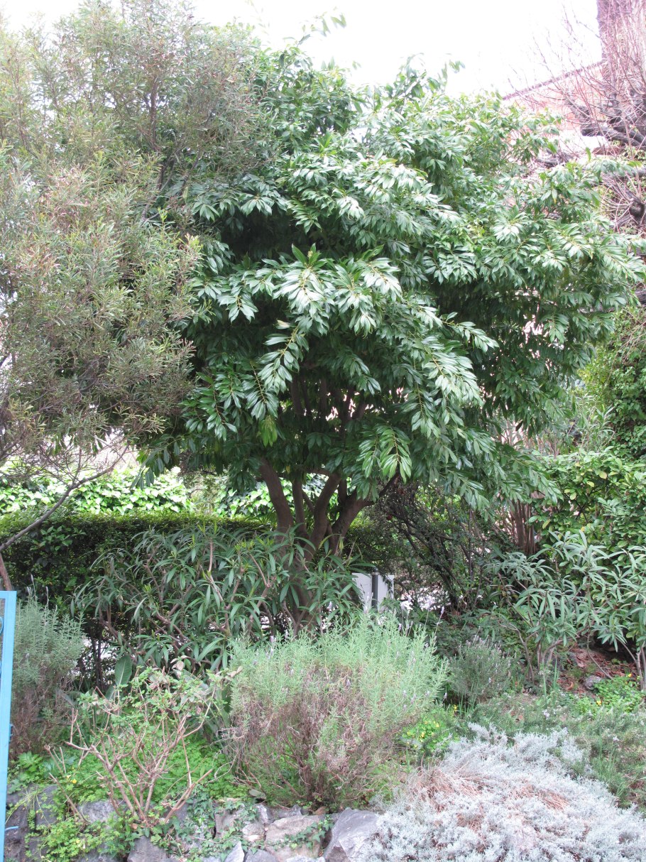 Листья Коккулус