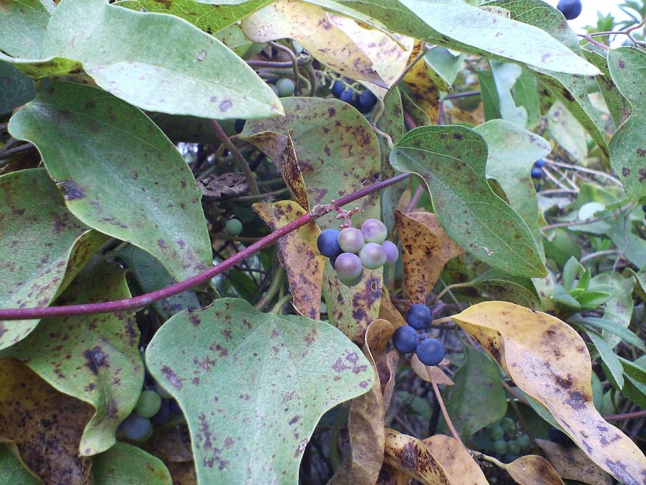 Cocculus (кукольван)