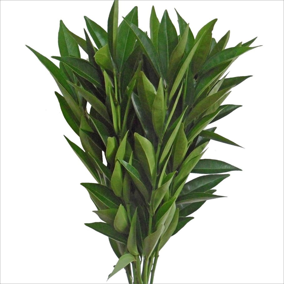 Cocculus orbiculatus