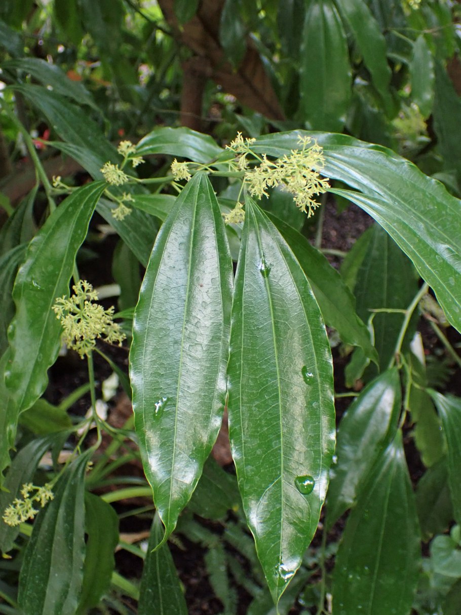 Листья Коккулус