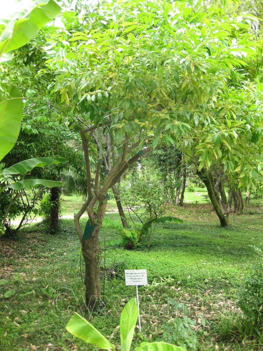 Cocculus (Анамирта Коккулюс) Анамирта коккулюсовидная