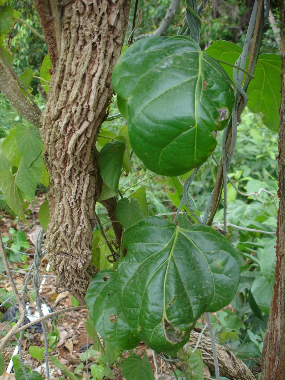Cordia subcordata