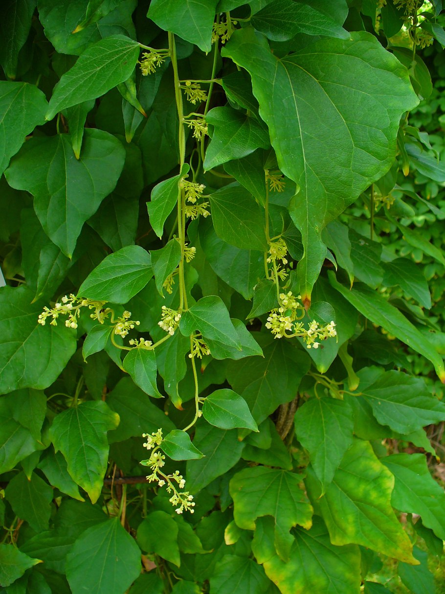 Коккулюс индикус