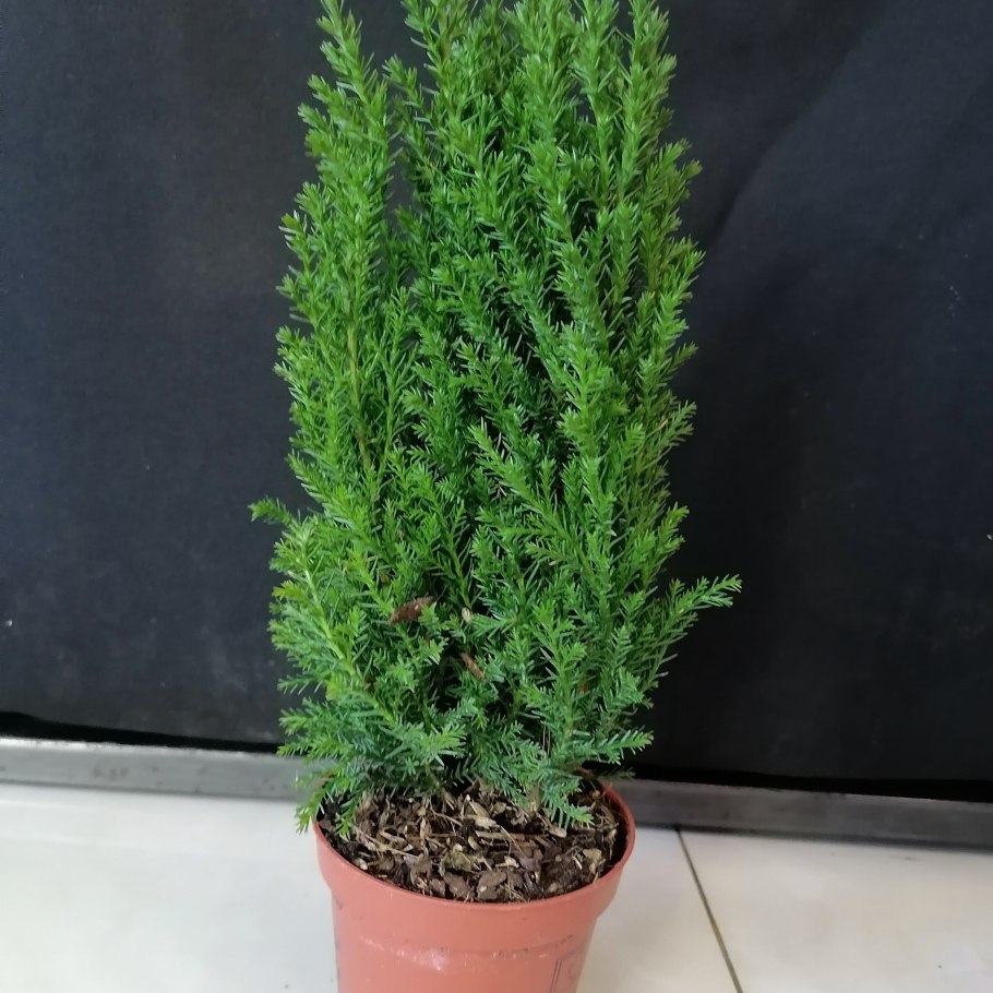 Кипарис Купрессус