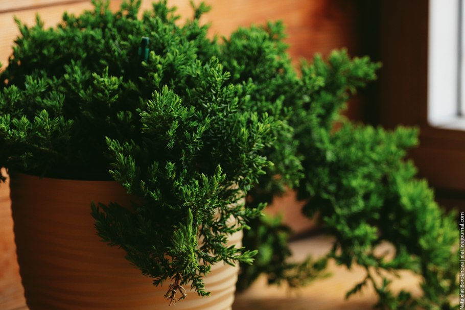 Можжевельник комнатный