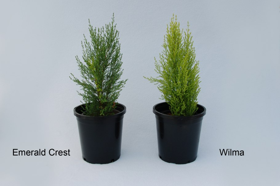 Кипарисовик бонсай