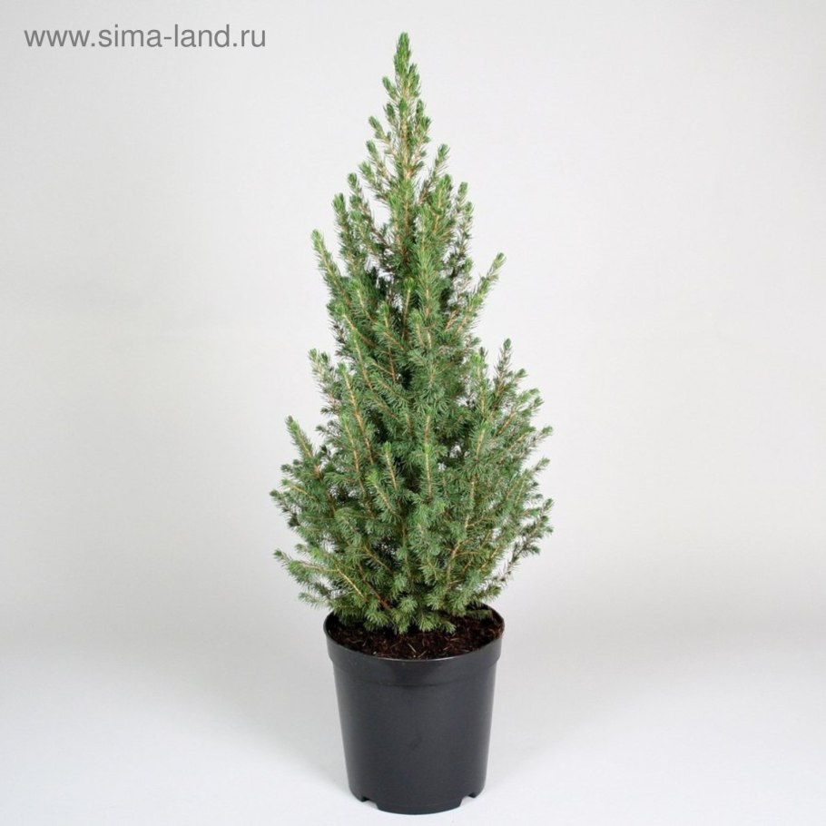 Кипарис Тауэр искусственный