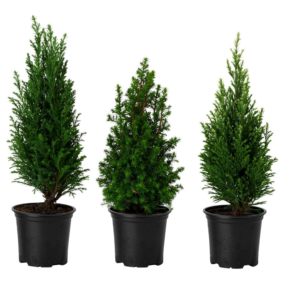 Кипарис икеа