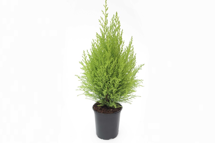 Кипарисовик Лавсона Элвуди