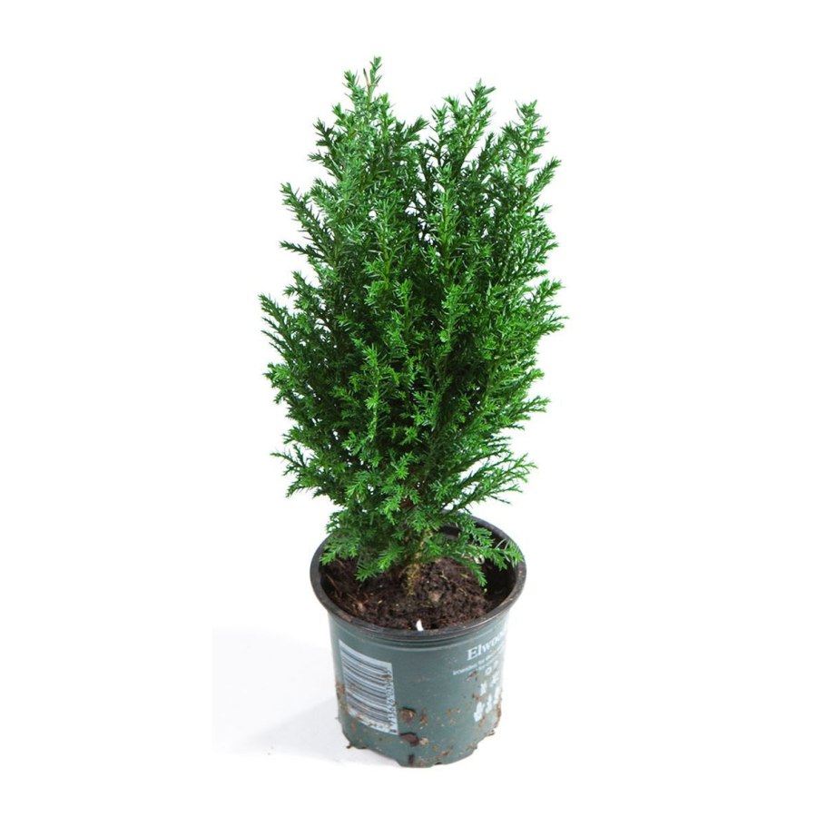 Кипарисовик лавсона элвуди