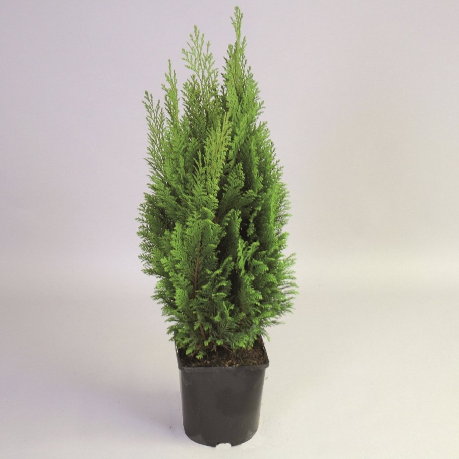 Кипарис в горшке