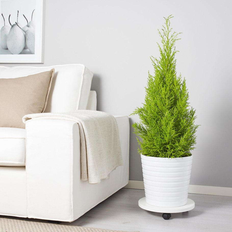 Можжевельник домашний