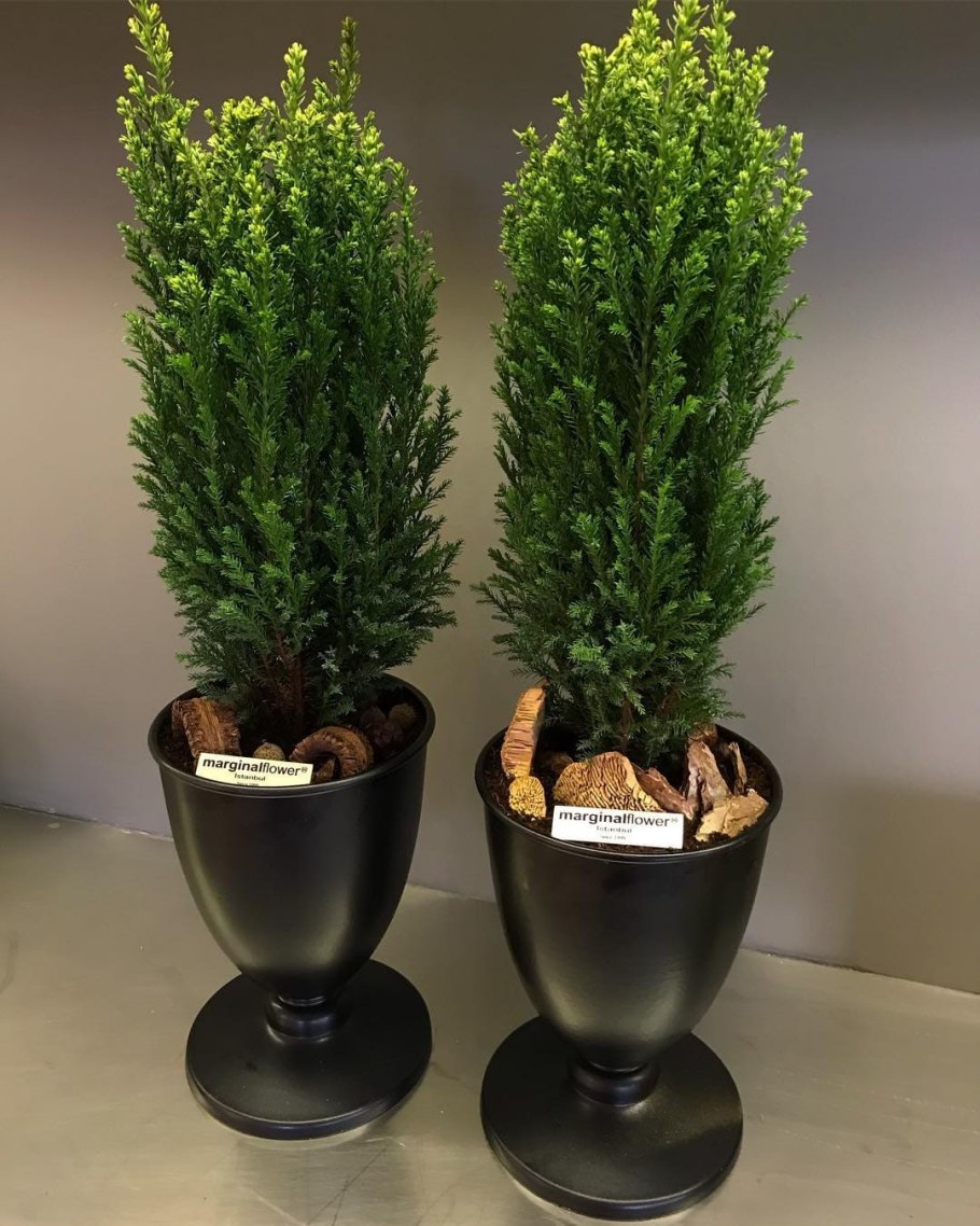 Кипарисовик веник