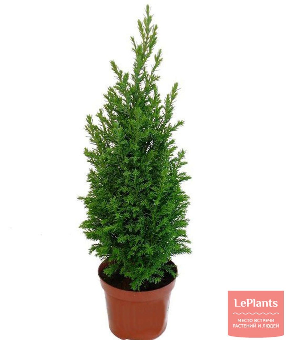 Кипарисовик элвуди