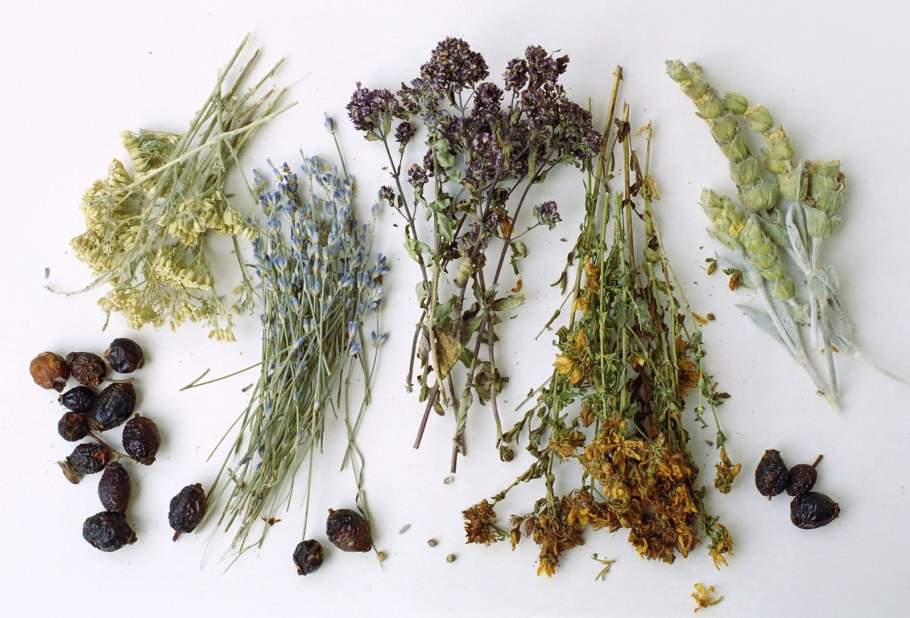 Доривор ўсимликлар