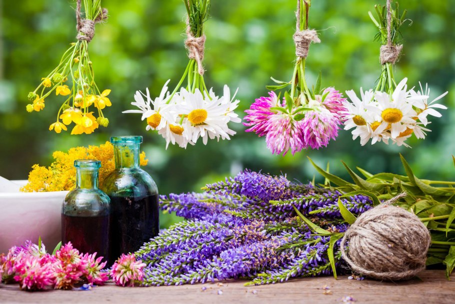 Лекарственные растения